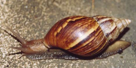 Achatina_fulica_domestic animal