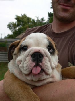 bulldog baba