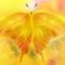 1975889911_yellow-butterfly-wallpapers_12993_1280x1024