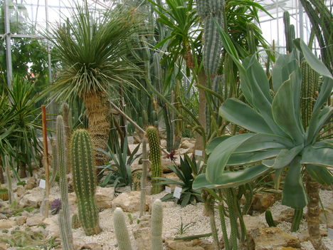 Kaktuszház 1