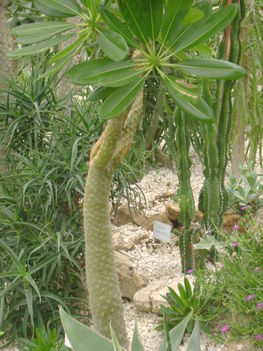 Kaktuszház 2