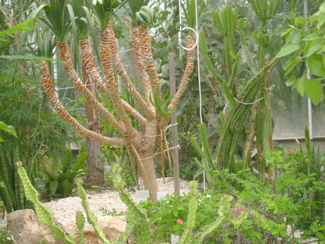 Kaktuszház 3