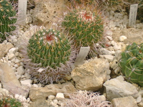 Kaktuszház 4