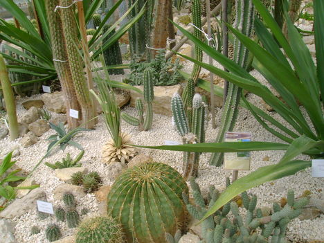 Kaktuszház 6