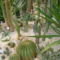 Kaktuszház 6