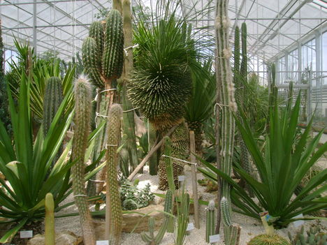 Kaktuszház 7