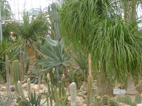 Kaktuszház 8