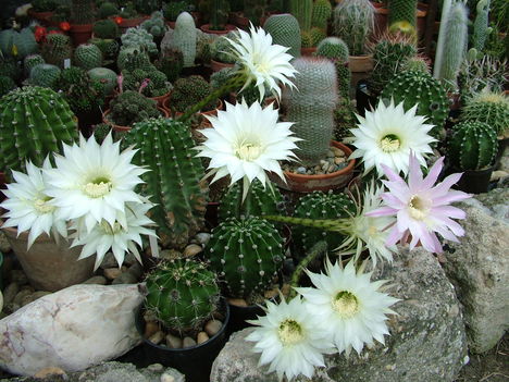 Echinopsis eyriesii