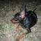 Tobi 015