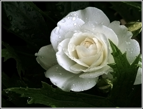 fehér rózsa