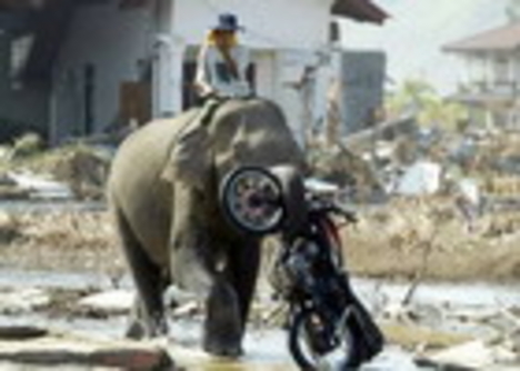 tsunamigalmotor mentő elefánt