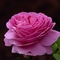 rózsa lila