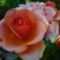 Rózsák júniusban (2)