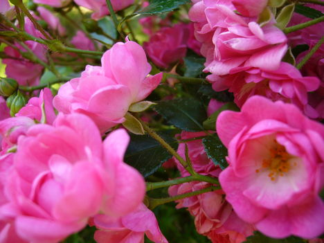 Rózsák júniusban 