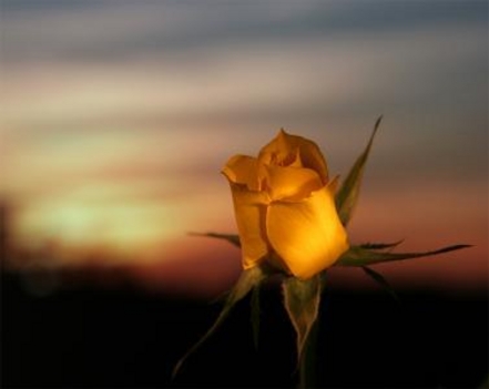 Sárga rózsa alkonyatkor
