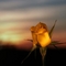Sárga rózsa alkonyatkor