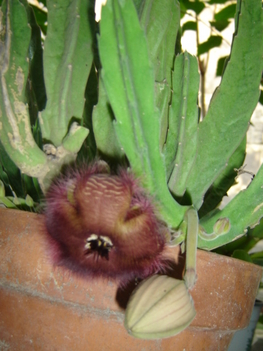 Stapelia