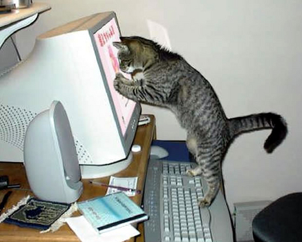 Számítógépes macska
