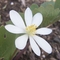 Virág (3)