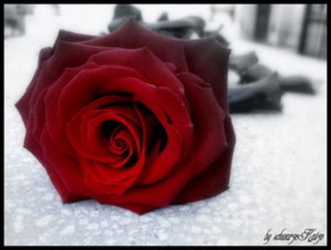 Vörös rózs