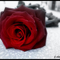 Vörös rózs