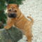 Shar Pei 