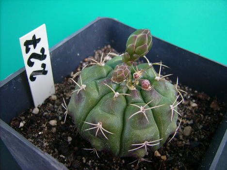 G.tucavocense -2