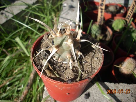 Theprocactus articulatus v papyracanthus