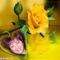 Yellow_Rose_1