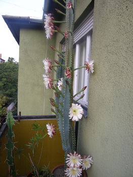 2009. kaktuszom