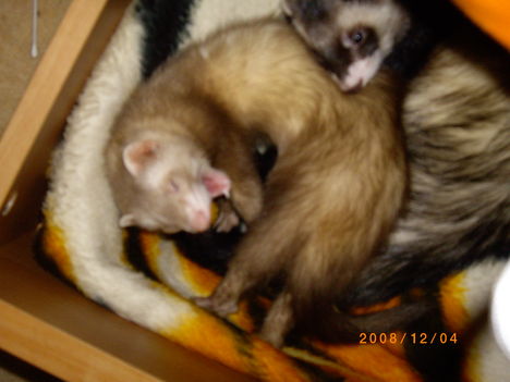 IMGP0513