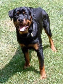 rottweiler_male8months