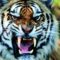 Tigris 3
