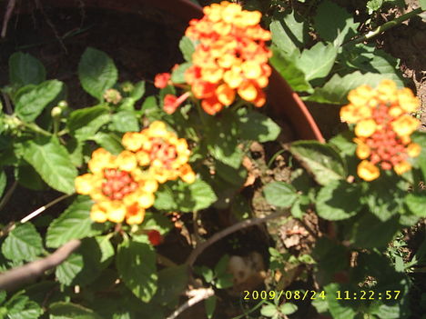 Virágok 2