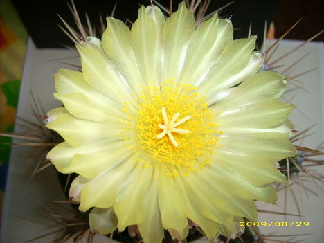 A.ornatum-virág 1