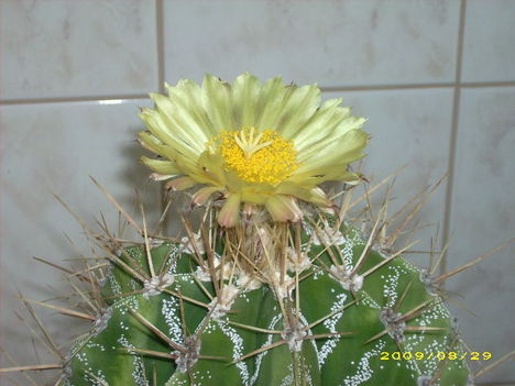 A.ornatum-virág 2
