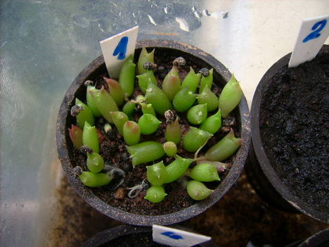 Ferocactus v.acanthodes-1 hó.