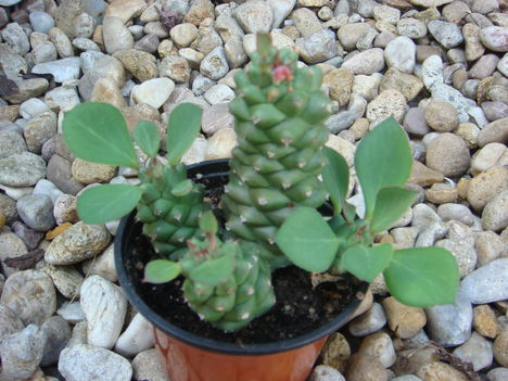 Monadenium ritchei