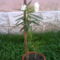 oleander (fehér)