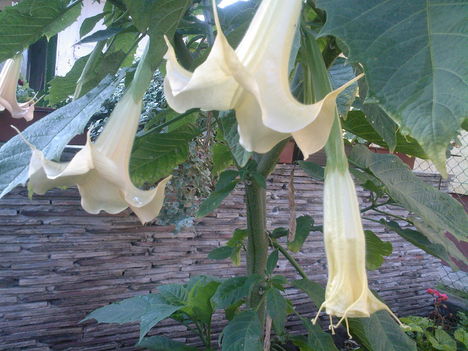 datura