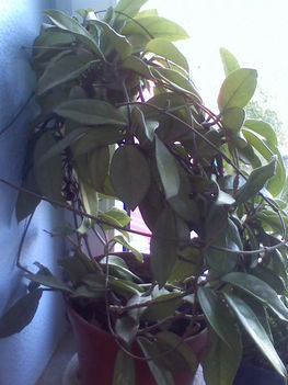 Hoya carnosa-Viaszvirág