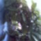Hoya carnosa-Viaszvirág