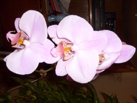 Orchidea