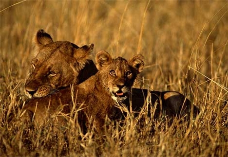african-lioness-cubs[1]
