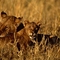 african-lioness-cubs[1]