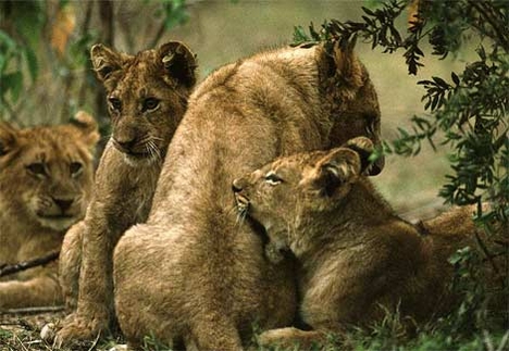 african-lioness-grooming-cubs[1]