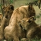 african-lioness-grooming-cubs[1]