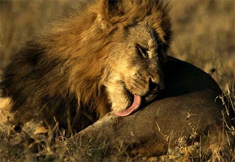 african-lion-grooming[1]