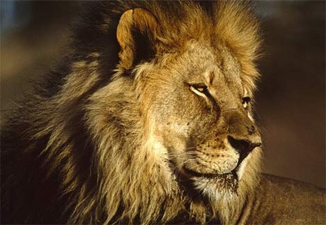 african-lion-male-head[1]