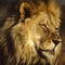 african-lion-male-head[1]